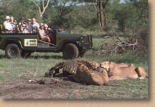 Lions feeding on a buffalo